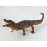 Taxidermy Cayman Island crocodile, standing with a gaping mouth,