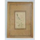 An antique, possibly Persian watercolour study of a rose, signed, 18x12, framed.