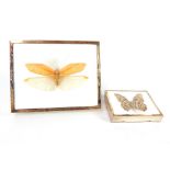 Silver cased moth, 1cm w and silver cased butterfl