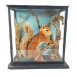 Red squirrel taxidermy in naturalistic setting wit