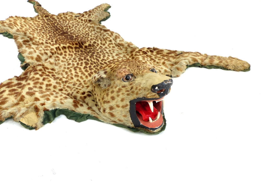 Taxidermy; an early 20th century Leopard skin - Image 3 of 3