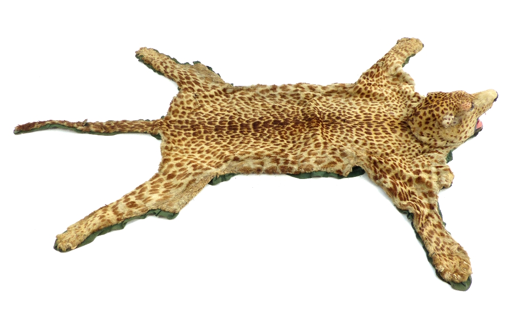 Taxidermy; an early 20th century Leopard skin