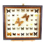 Taxidermy: A large cased set of approximately thirty six different moths and butterflies