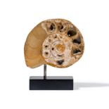 Ammonite de Madagascar fossilisée en coupe longitudinale- étiquette sous le socle : Saint Roy-