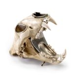 Crâne de léopard monté en métal argenté- h. 28 cm (manque 1 dent)