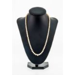 Collier 1 rang de perles de culture en chute (env. 3-6 mm)- fermoir en or gris 750- long. 49 cm