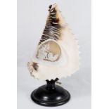 A large shell with carved cameo decoration, as a lamp, on turned wood base
