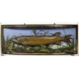 A large stuffed pike 'Caught By F.H.B Clark in Lough Erne January 1902 Weight 18 1/2lbs', in a black