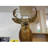 A stuffed and mounted stag's head