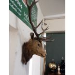 A stags head mounted on a wooden plinth