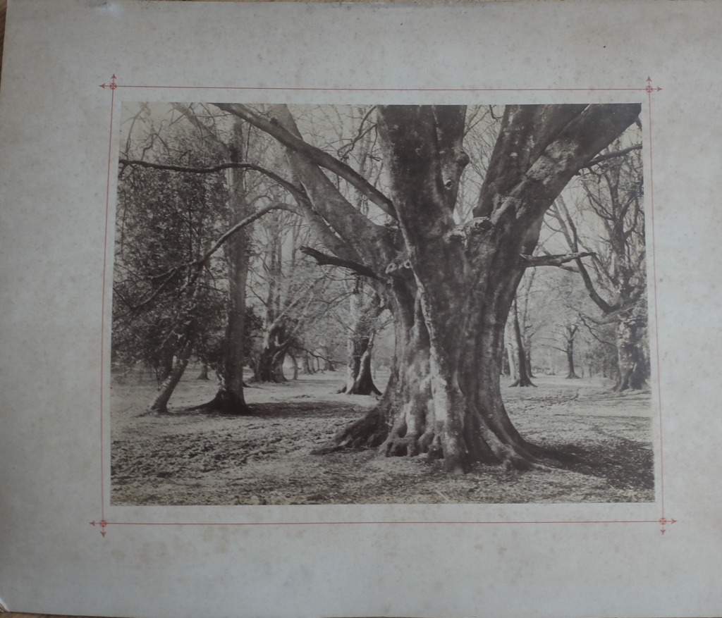 Pair of Victorian Albumen Prints of the New Forest by J.G.Short-Lyndhurst 368mm x 281mm. - Bild 2 aus 7