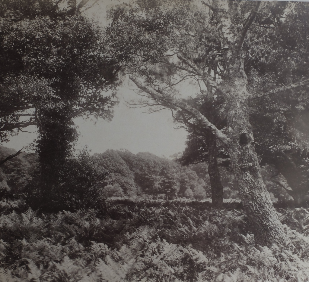 Pair of Victorian Albumen Prints of the New Forest by J.G.Short-Lyndhurst 368mm x 281mm. - Bild 6 aus 7