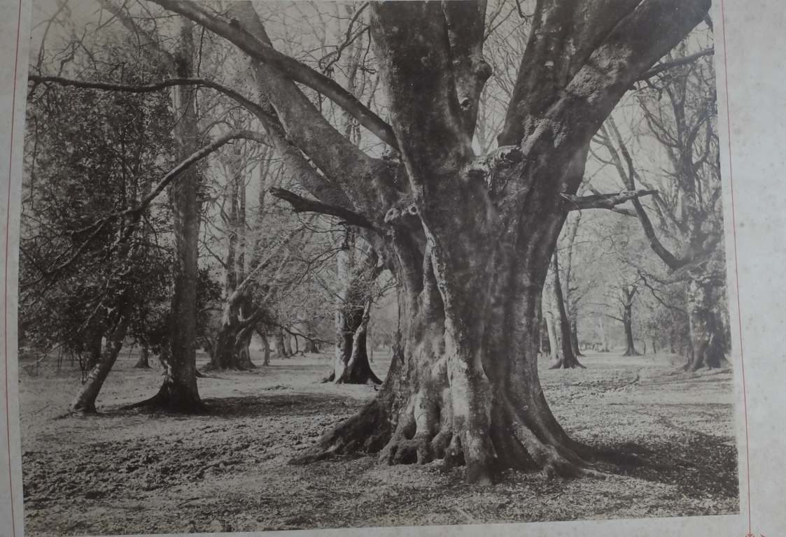 Pair of Victorian Albumen Prints of the New Forest by J.G.Short-Lyndhurst 368mm x 281mm. - Bild 3 aus 7