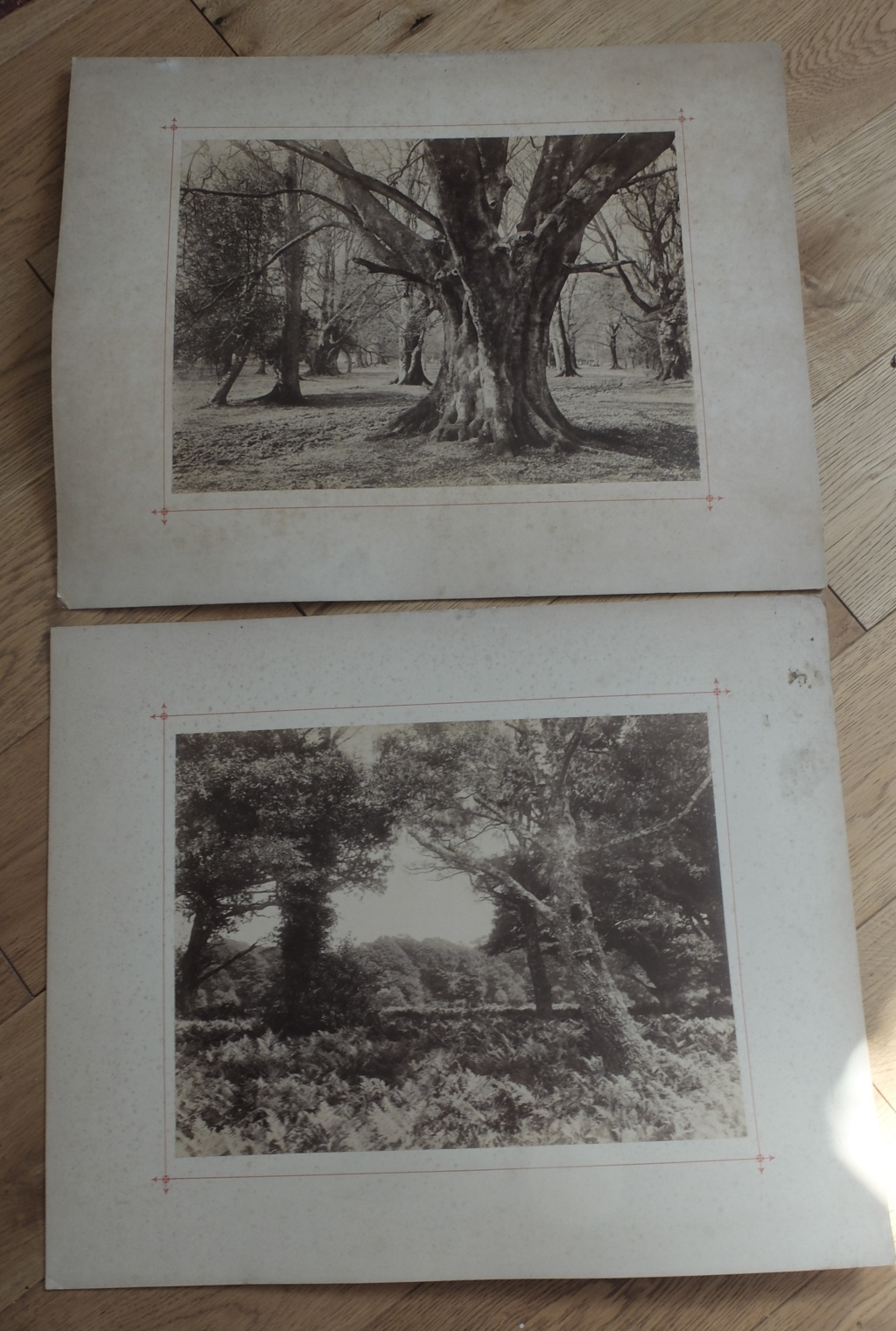 Pair of Victorian Albumen Prints of the New Forest by J.G.Short-Lyndhurst 368mm x 281mm.