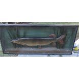 Decorative Cased Model of Wooden Fish - approx 32" x 14"