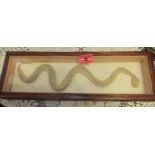 Framed Snake 16 1/2" long