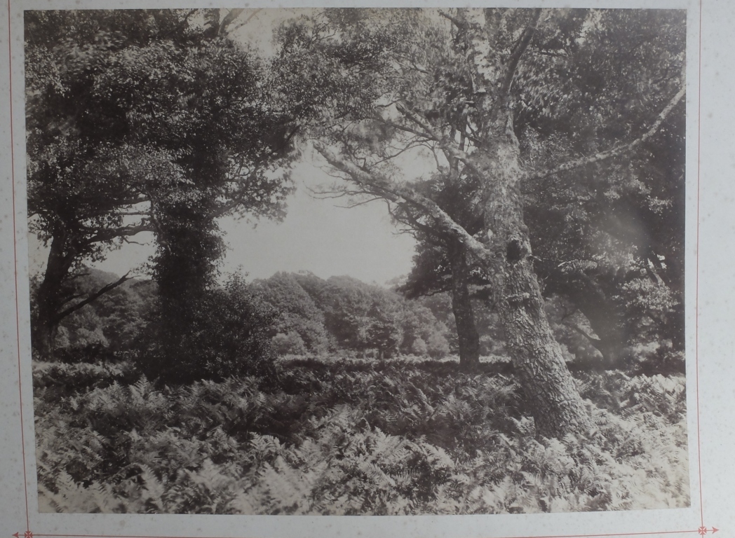 Pair of Victorian Albumen Prints of the New Forest by J.G.Short-Lyndhurst 368mm x 281mm. - Bild 5 aus 7