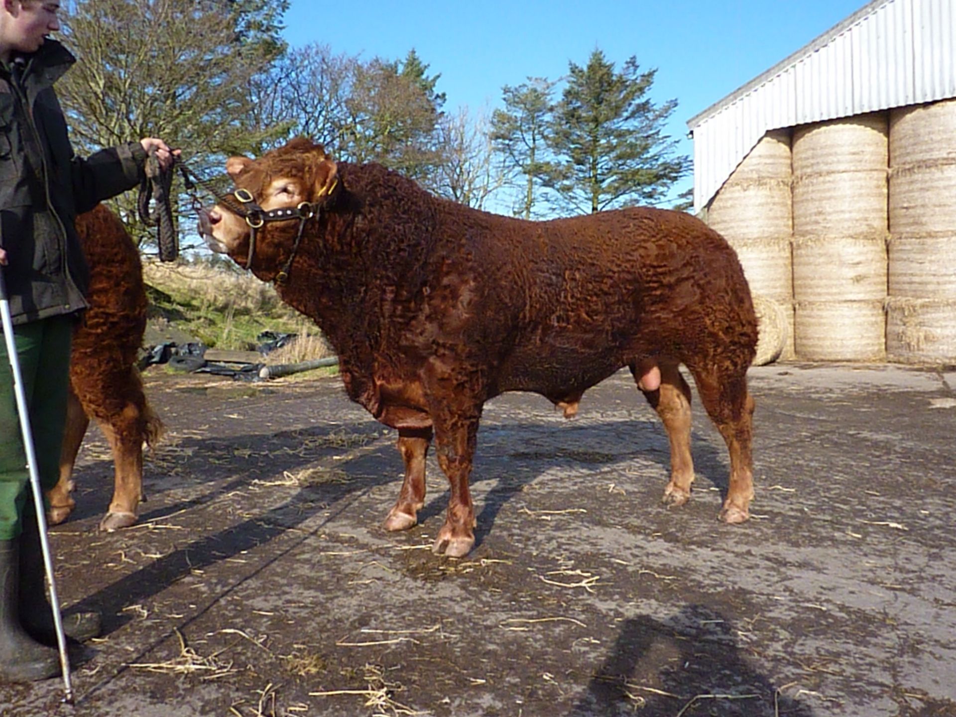 Limousin - Bull, DOB:30/05/2015