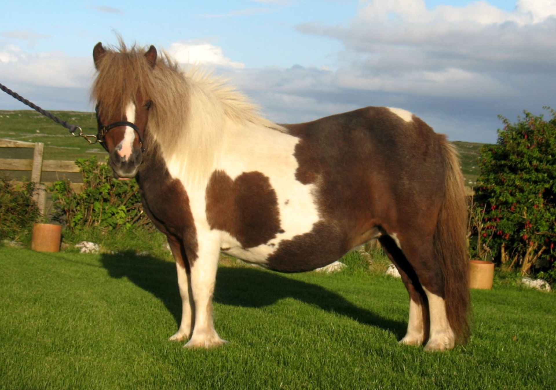 Skewbald - 39.5" - Mare, - DOB: 8th May 2009 - Image 2 of 4