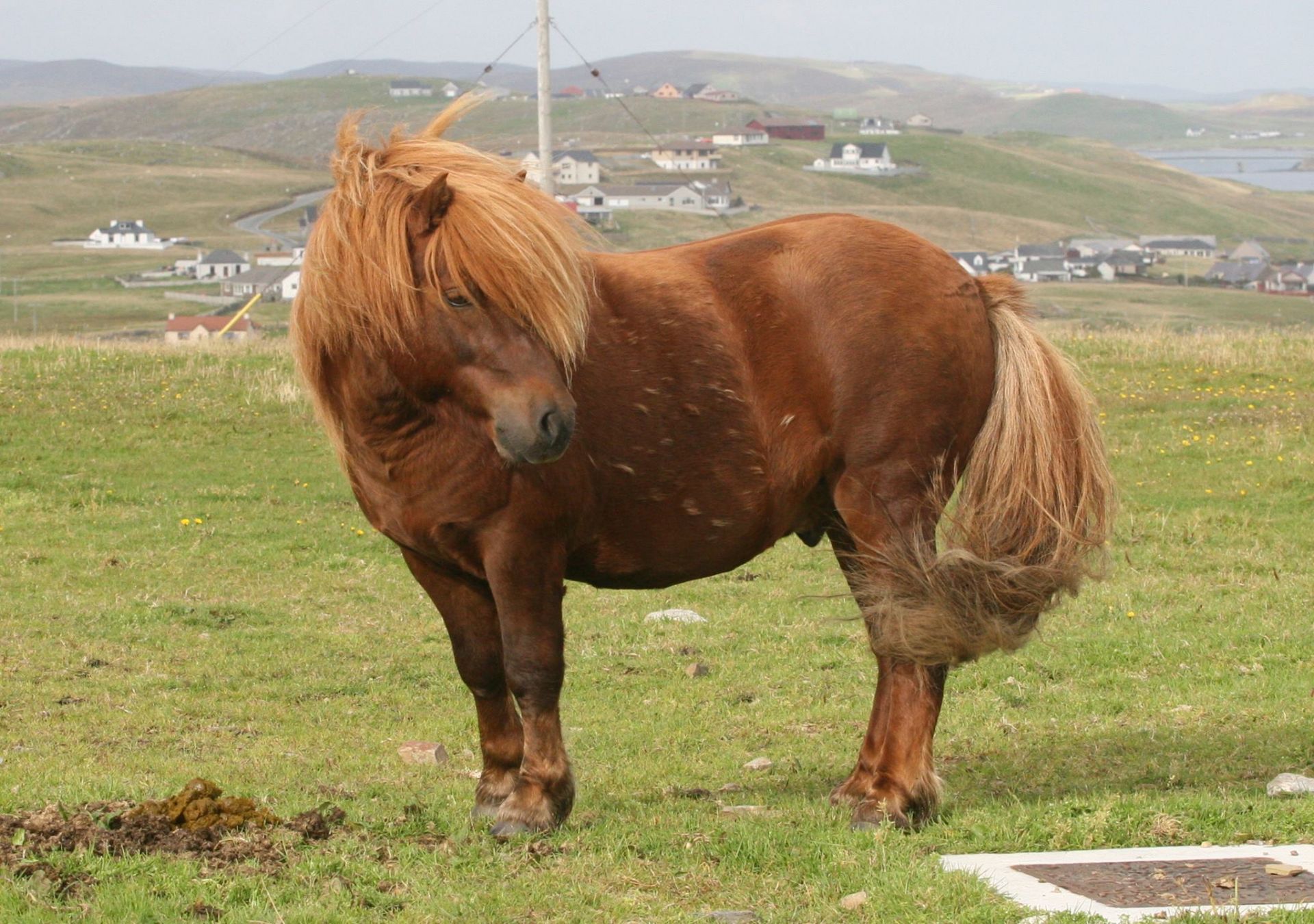 Chestnut - 41" - Licensed Stallion, - DOB: 5th May 2011 - Image 3 of 6