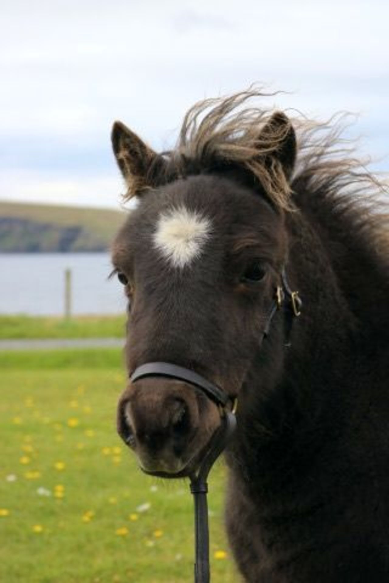 Black with White Star - Standard - Colt Foal, - DOB: 12th May 2017 - Image 3 of 5