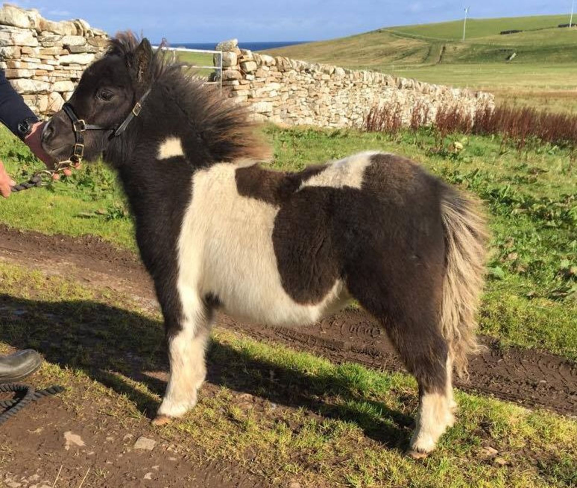 Piebald - Miniature - Colt Foal, - DOB: 13th May 2017 - Image 4 of 8