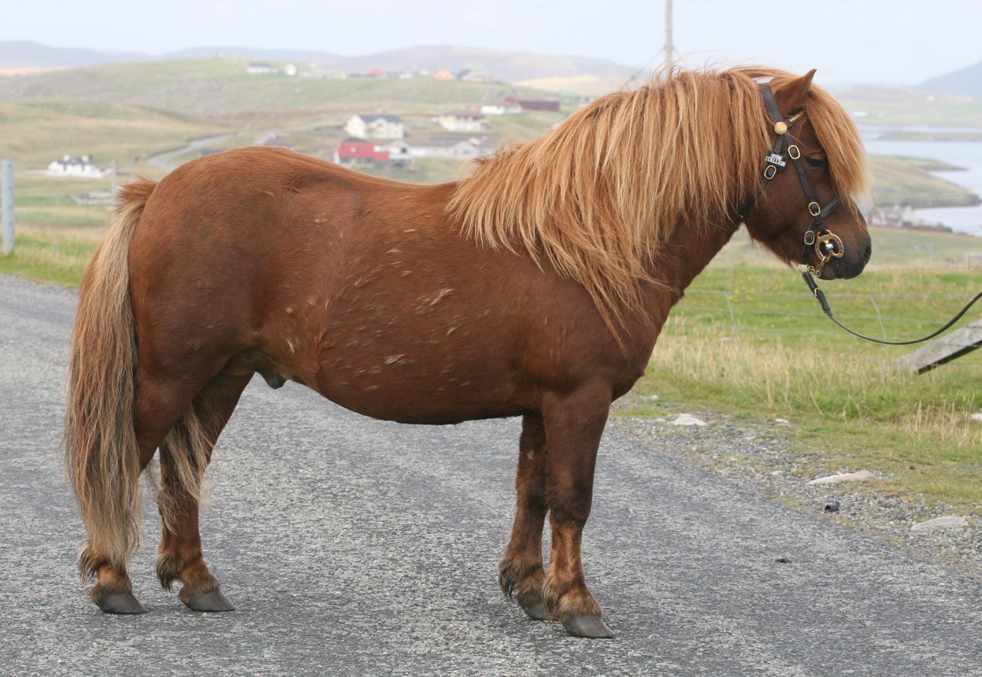 Chestnut - 41" - Licensed Stallion, - DOB: 5th May 2011