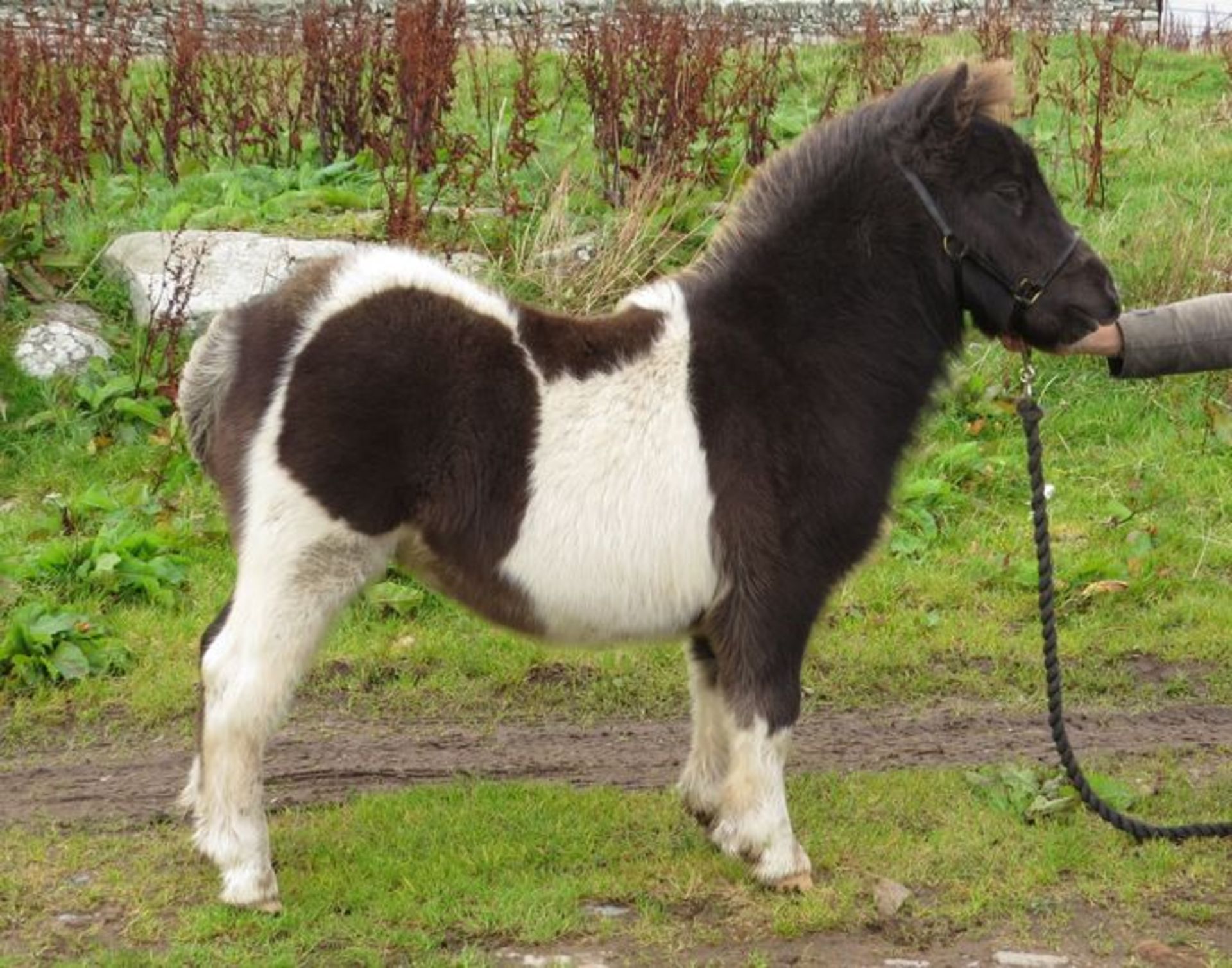 Piebald - Miniature - Colt Foal, - DOB: 13th May 2017 - Image 2 of 8