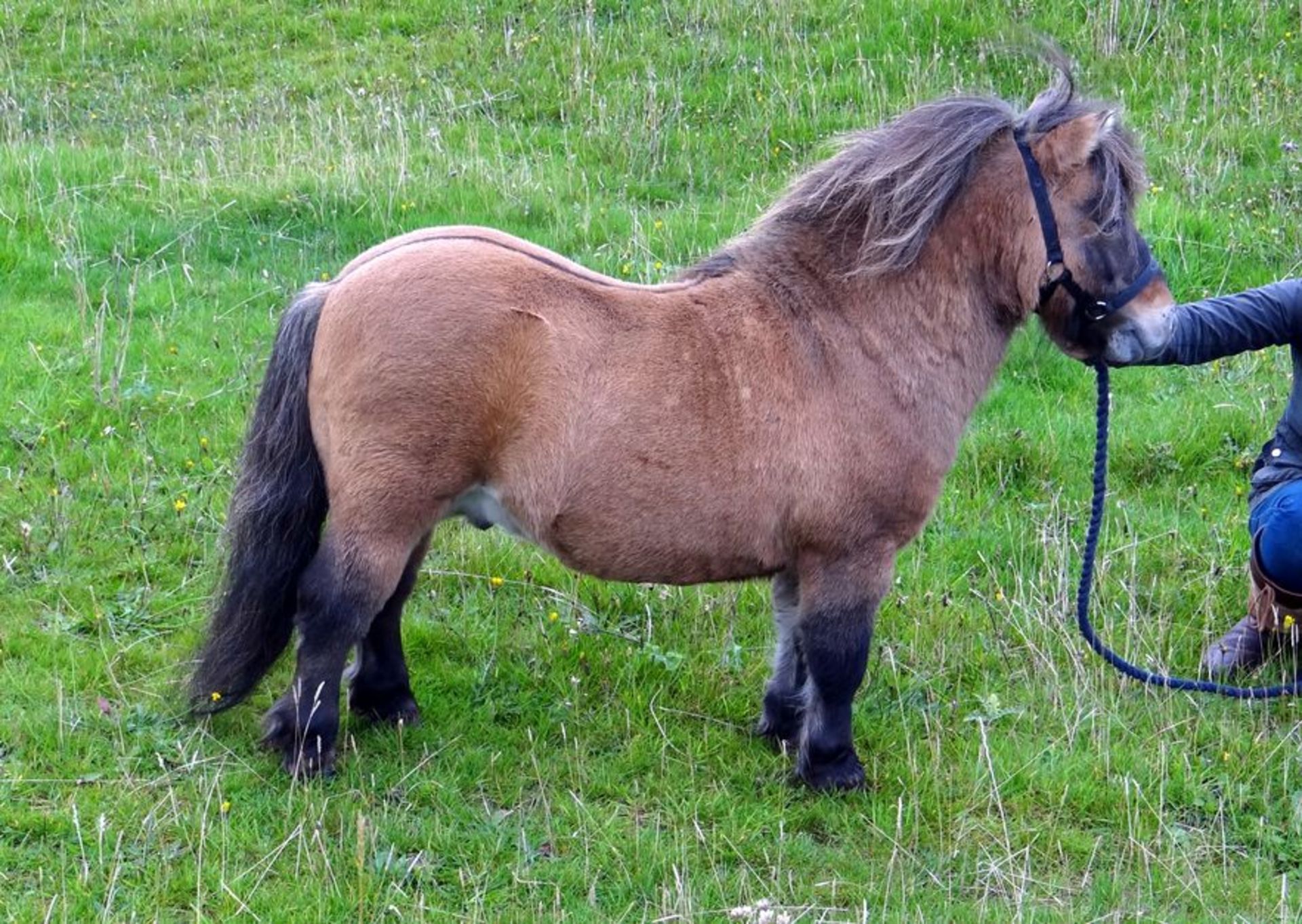 Bay Dun - Miniature - Filly Foal, - DOB: 12th May 2017 - Image 6 of 8