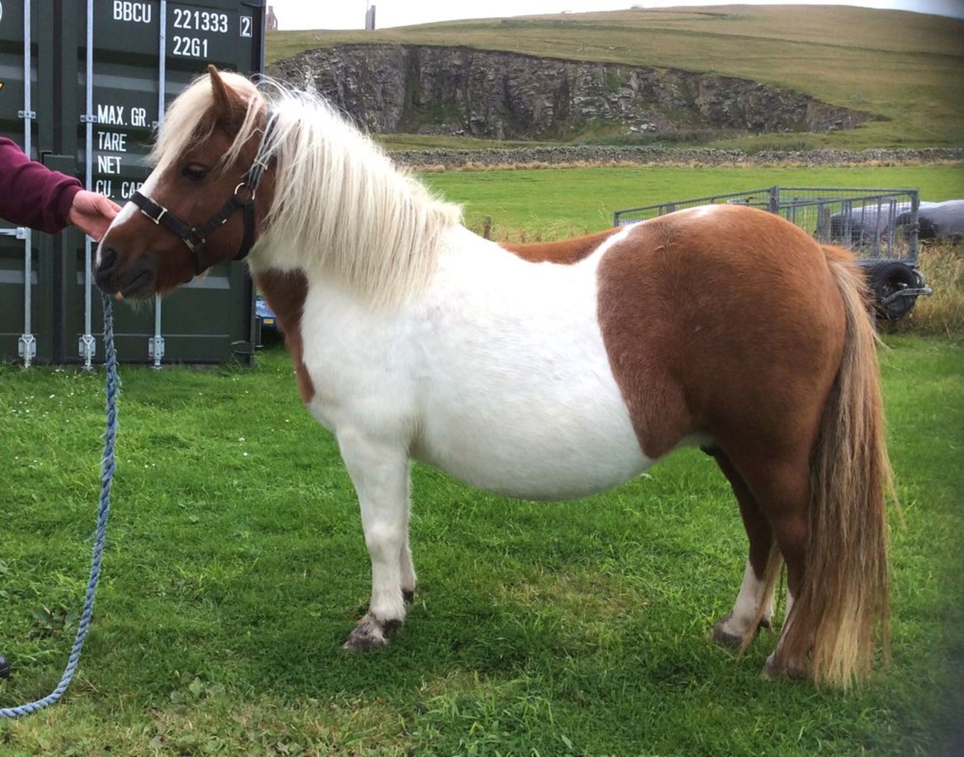 Skewbald - Standard - Mare, 40" - DOB: 28th April 2009 - Image 2 of 3