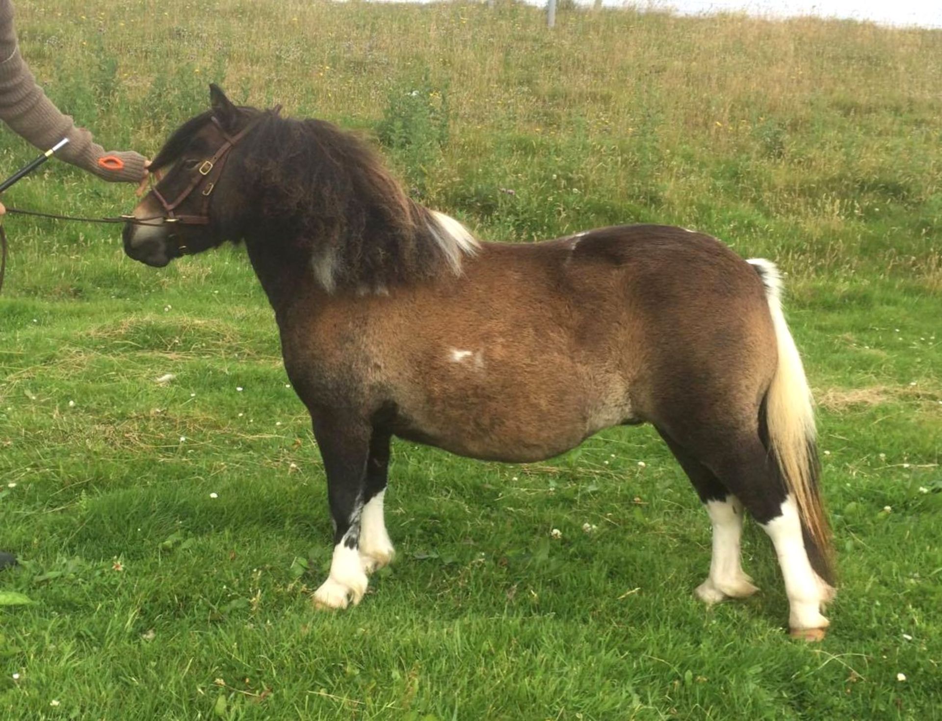 Bay & White - 32.5" - Filly , - DOB: 14th May 2014