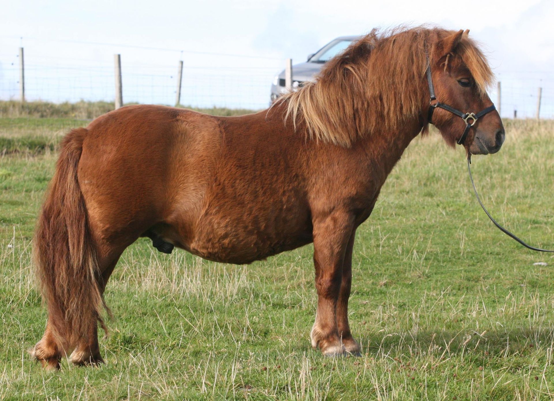 Chestnut - Standard - Unlicensed Colt, - DOB: 27th April 2016 - Image 2 of 4