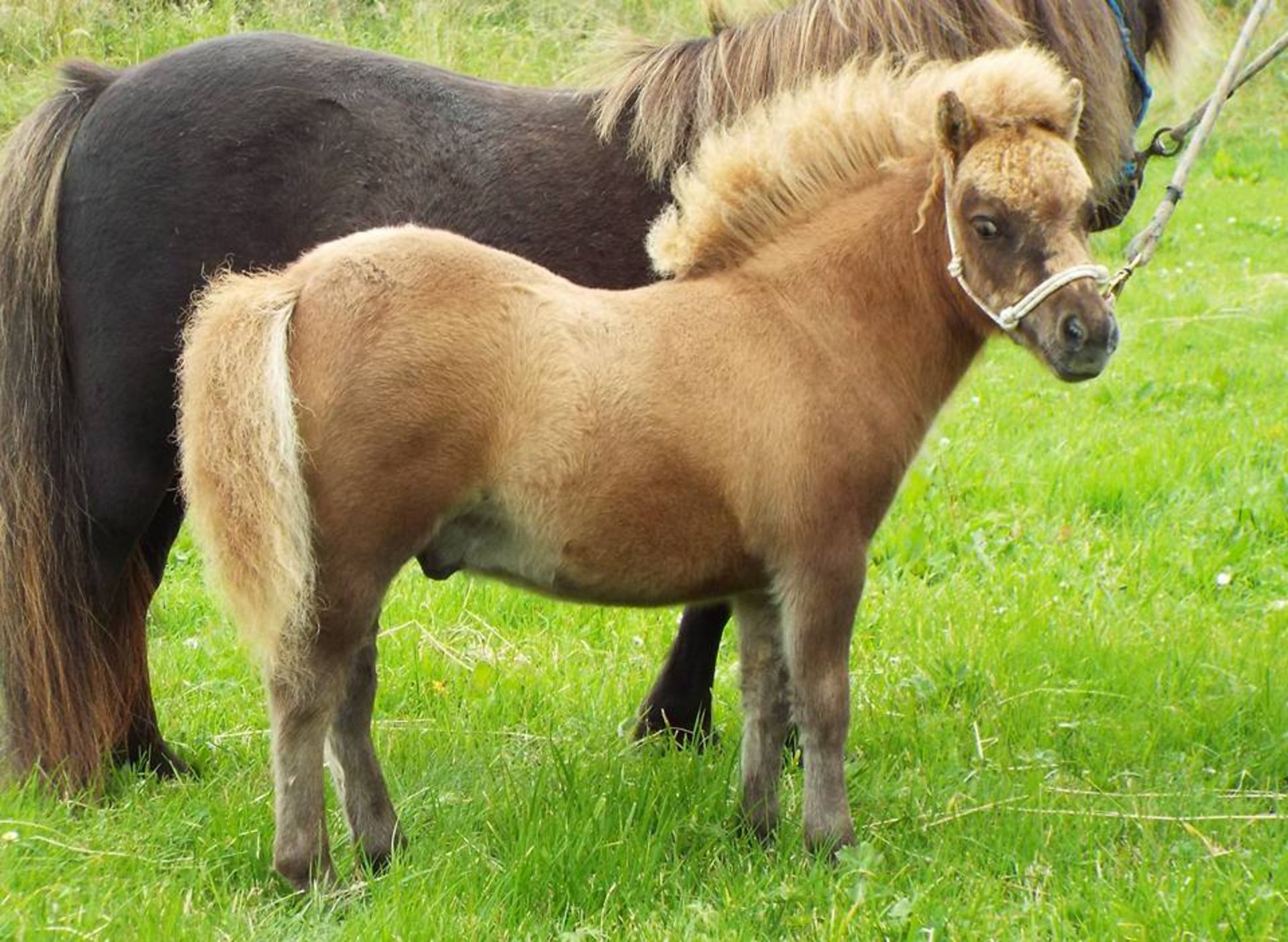 Cream Chestnut Dun - Miniature - Colt Foal, - DOB: 5th May 2017 - Image 2 of 4