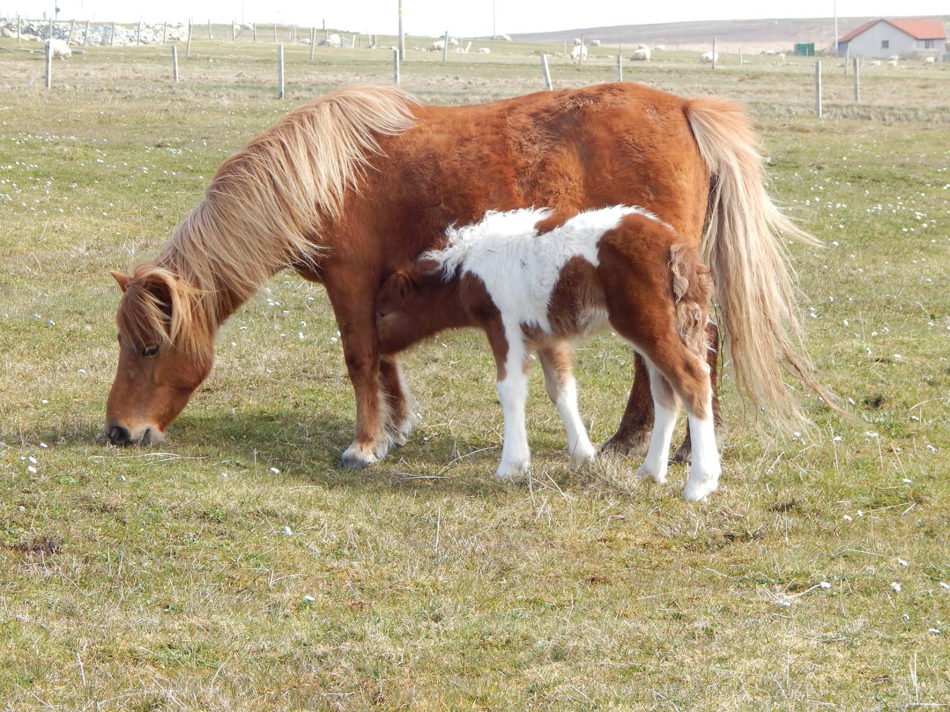 Skewbald - Standard - Filly Foal, - DOB: 30th April 2017 - Image 4 of 5