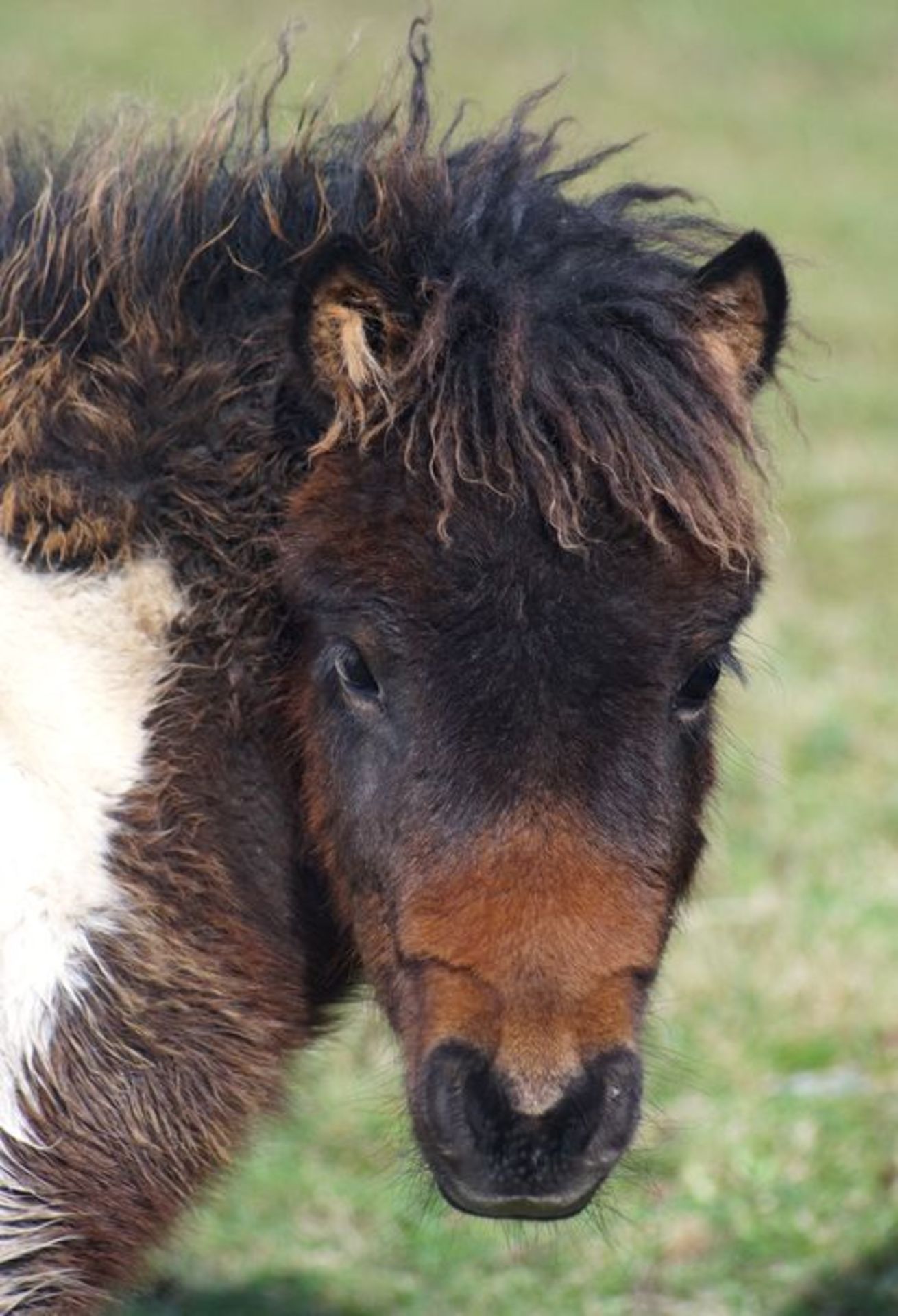 Bay & White - Miniature - Filly Foal, - DOB: 8th May 2017 - Image 3 of 3