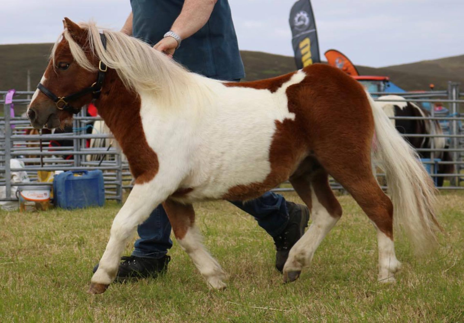 Skewbald - Miniature - Unlicensed Colt, - DOB: 124th May 2016 - Image 3 of 3