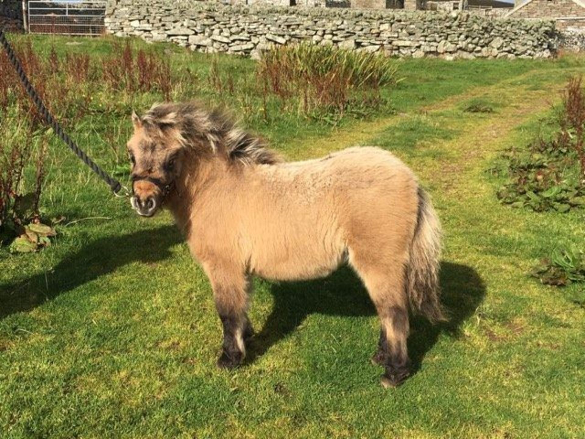 Bay Dun - Miniature - Filly Foal, - DOB: 12th May 2017 - Image 2 of 8