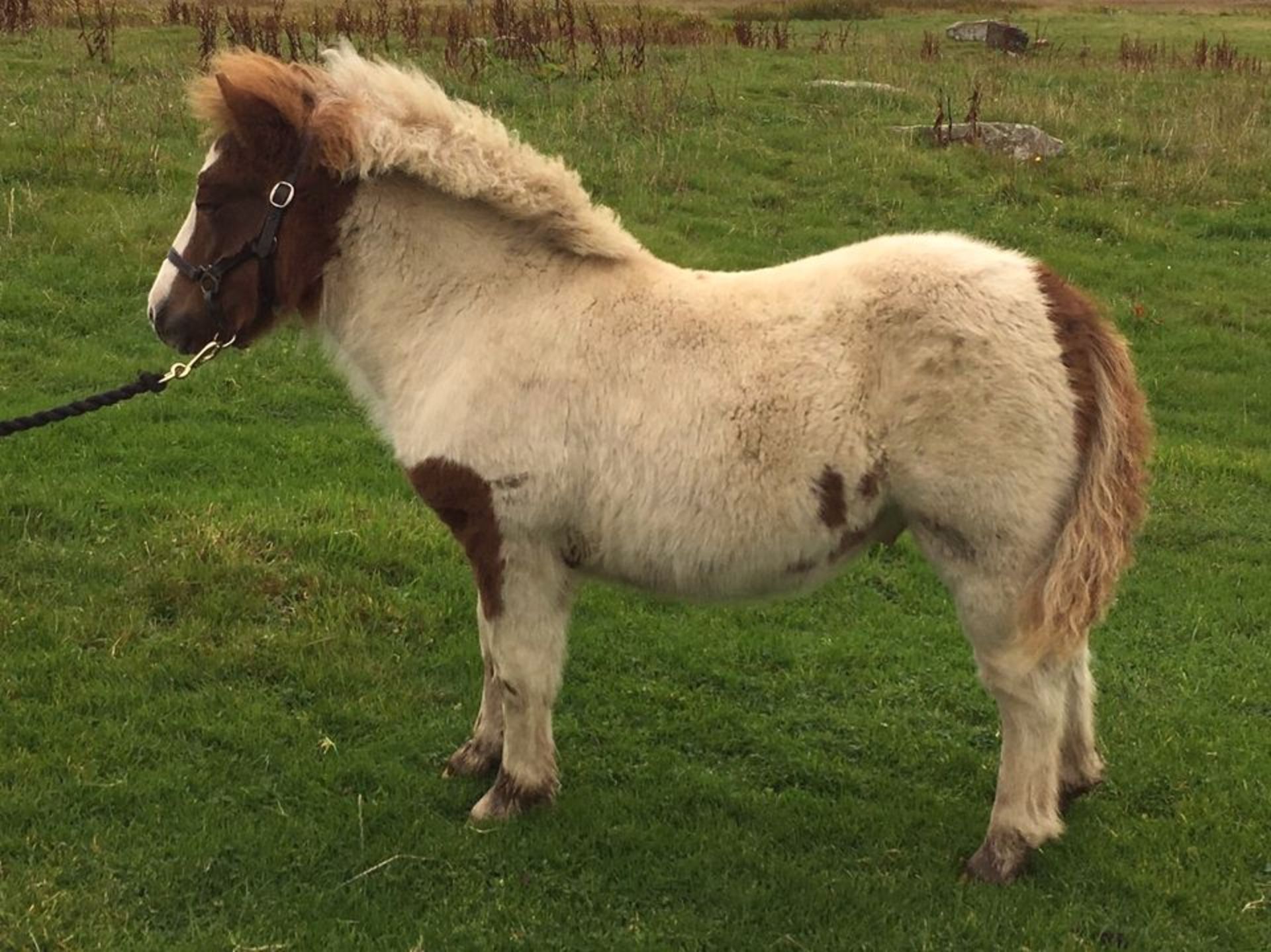 Skewbald - Standard - Colt Foal, - DOB: 9th May 2017 - Image 2 of 4