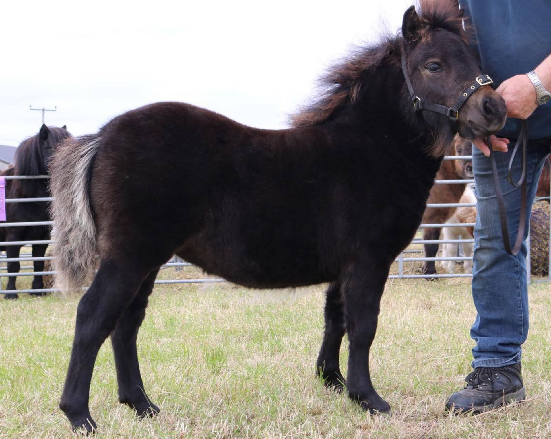 Bay - Standard - Filly Foal, - DOB: 19th May 2017