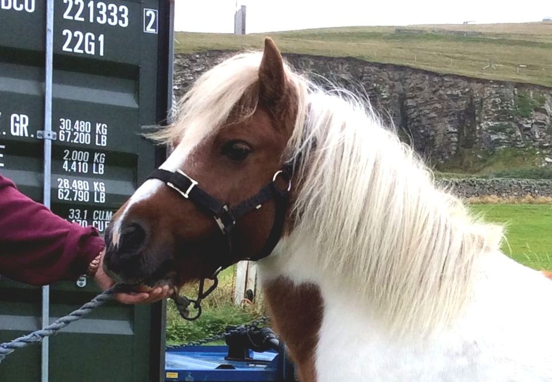 Skewbald - Standard - Mare, 40" - DOB: 28th April 2009 - Image 3 of 3