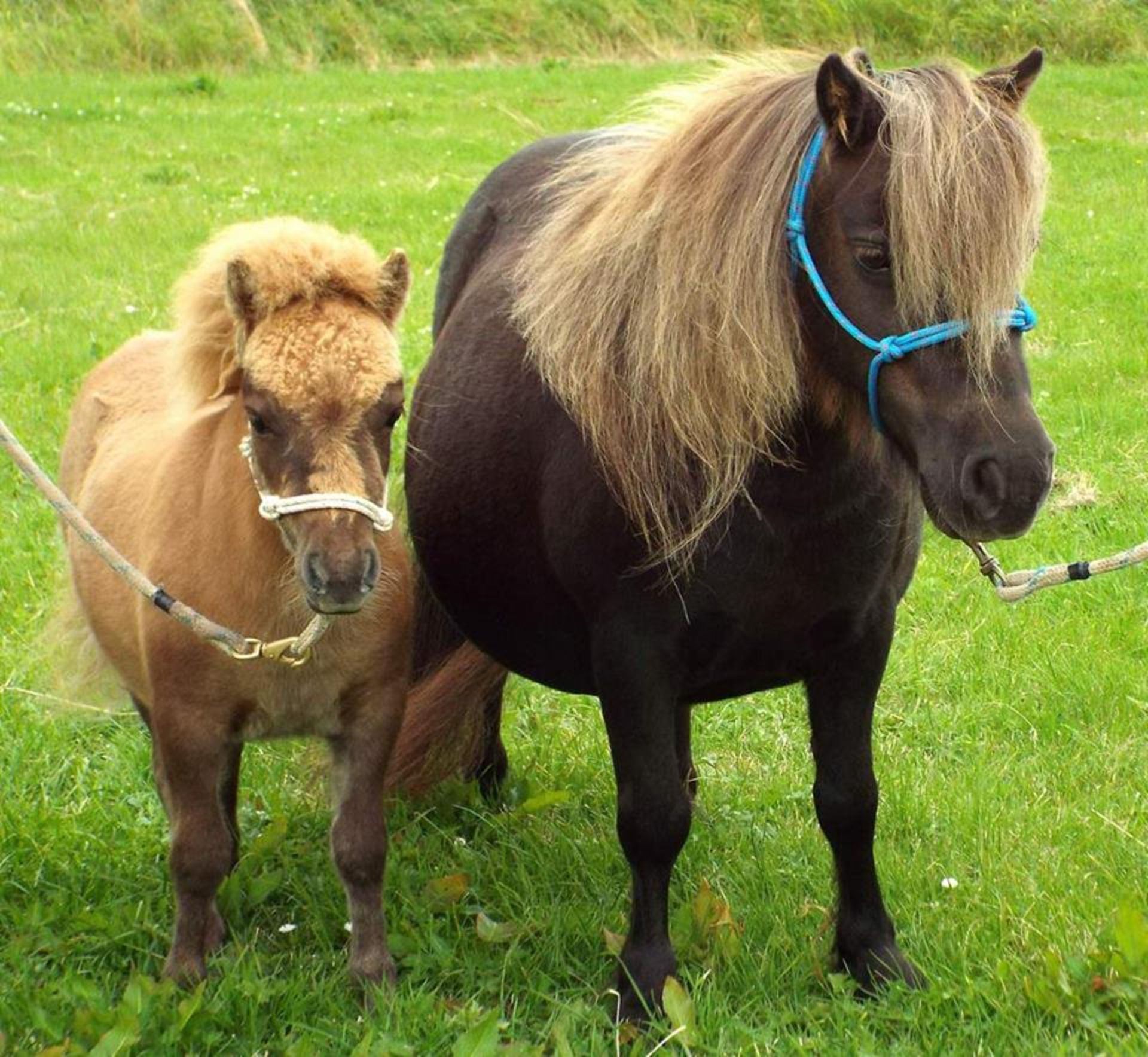 Cream Chestnut Dun - Miniature - Colt Foal, - DOB: 5th May 2017 - Image 3 of 4