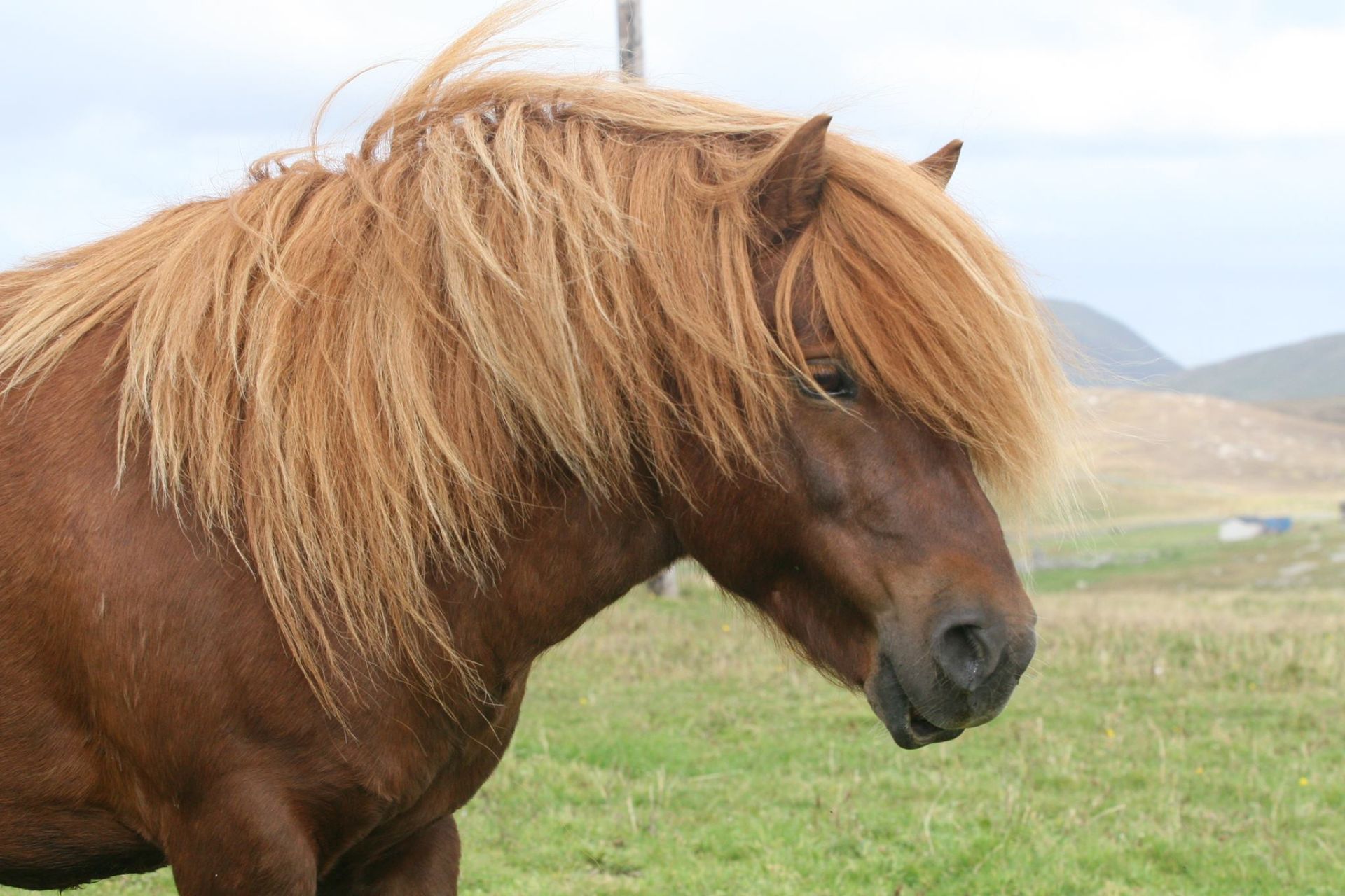 Chestnut - 41" - Licensed Stallion, - DOB: 5th May 2011 - Image 5 of 6