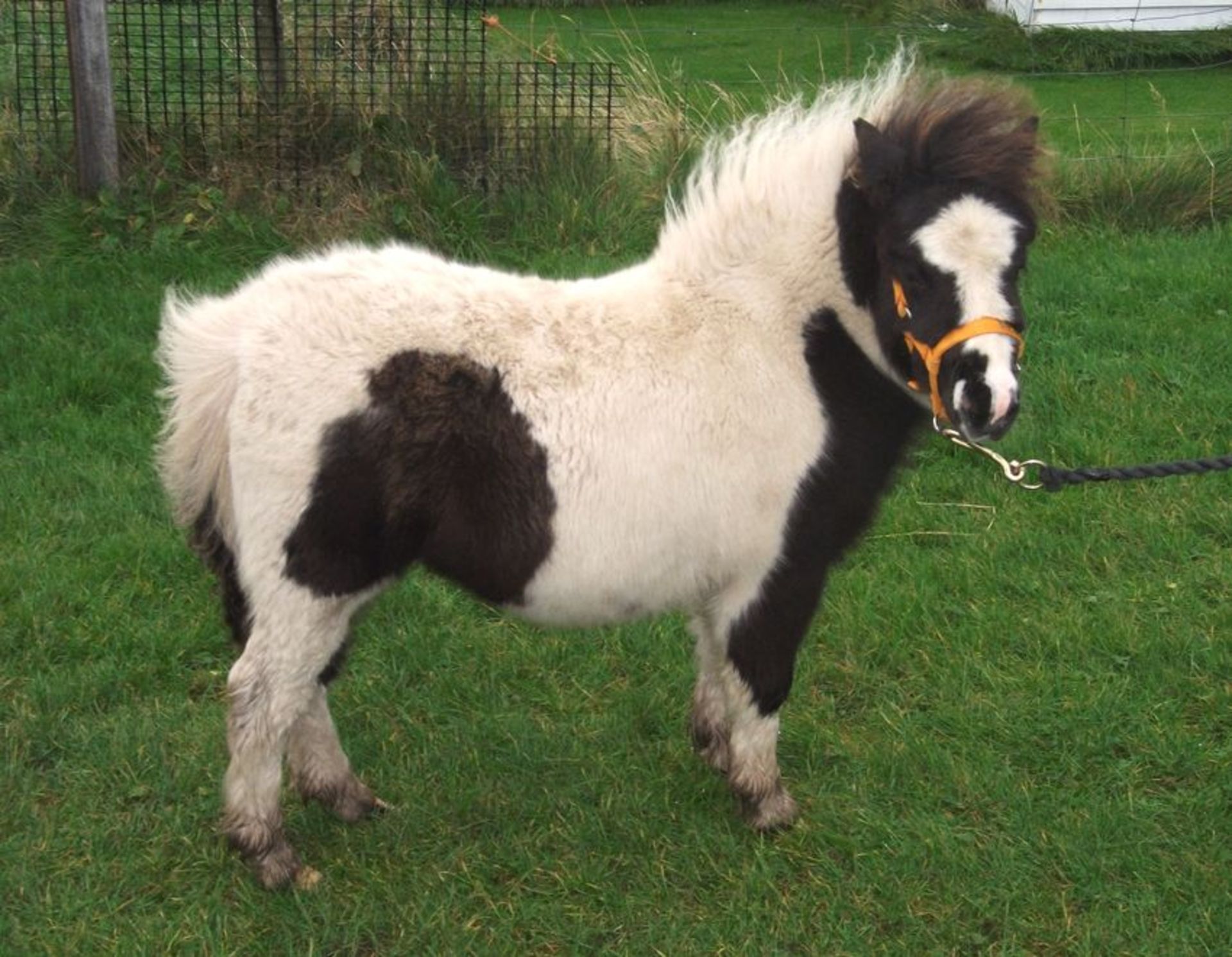 Piebald - Miniature - Filly Foal, - DOB: 19th May 2017