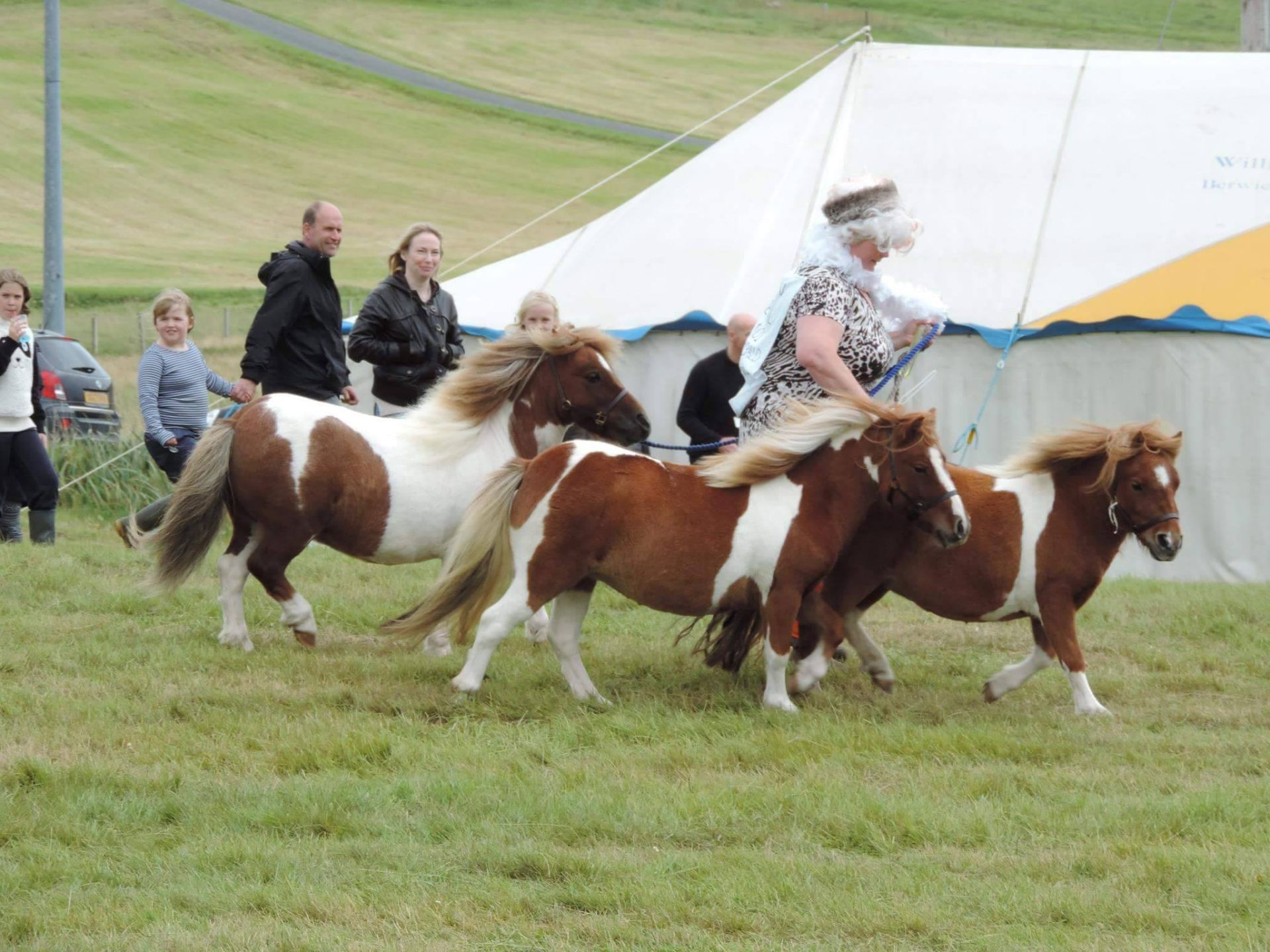 Skewbald - 33" - Gelding, - DOB: 12th May 2011 - Image 5 of 8