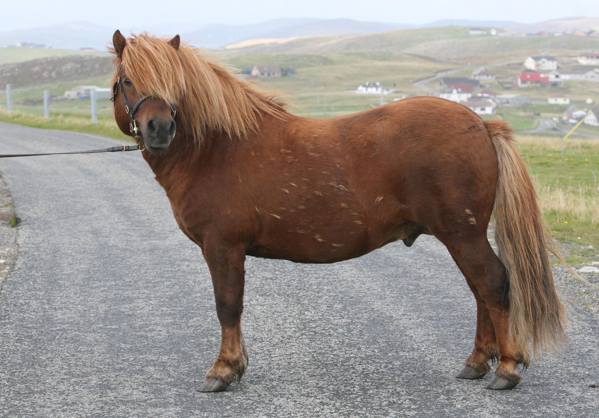 Chestnut - 41" - Licensed Stallion, - DOB: 5th May 2011 - Image 2 of 6