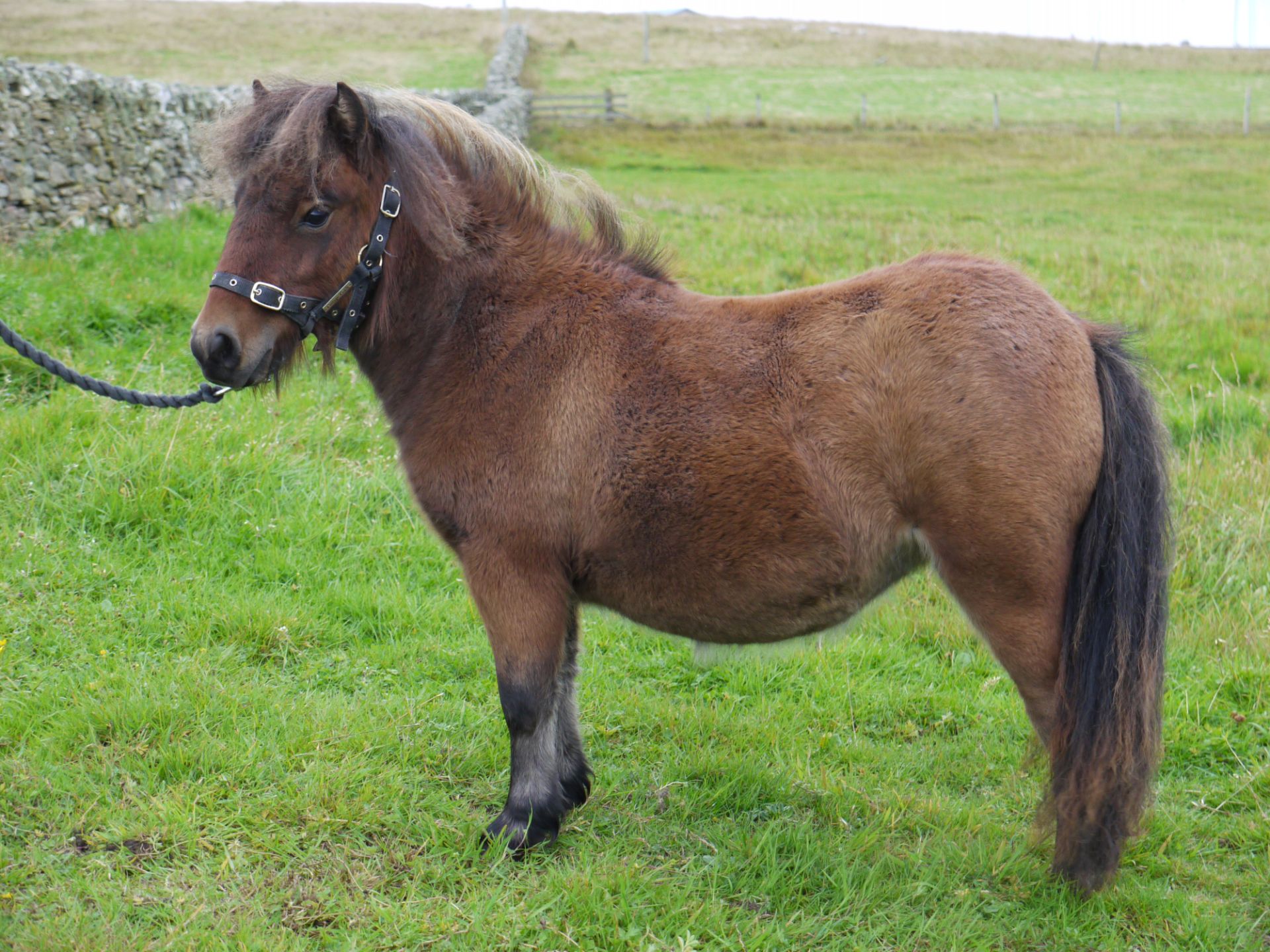 Bay - Miniature - Filly, - DOB: 15th May 2016