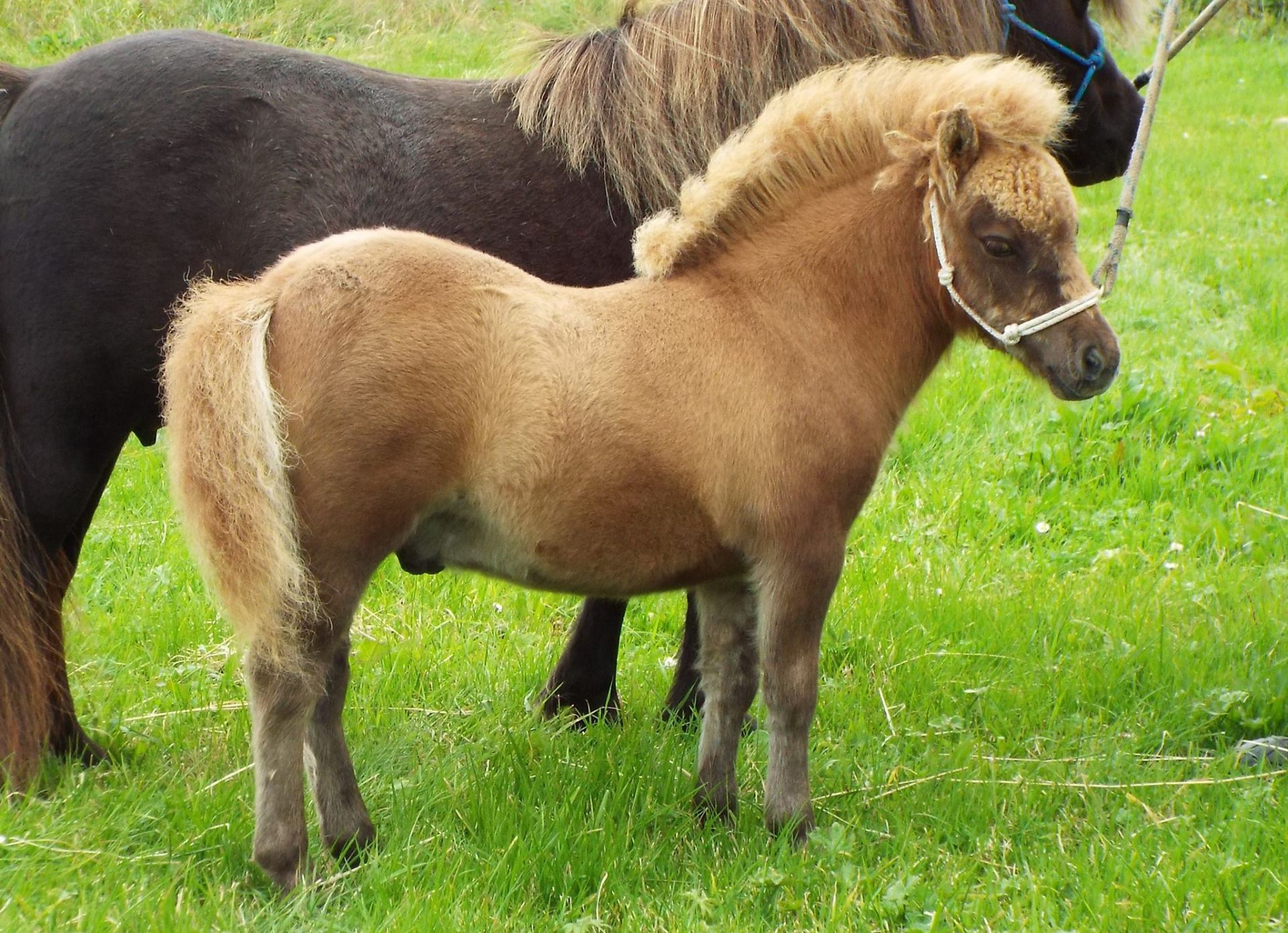 Cream Chestnut Dun - Miniature - Colt Foal, - DOB: 5th May 2017