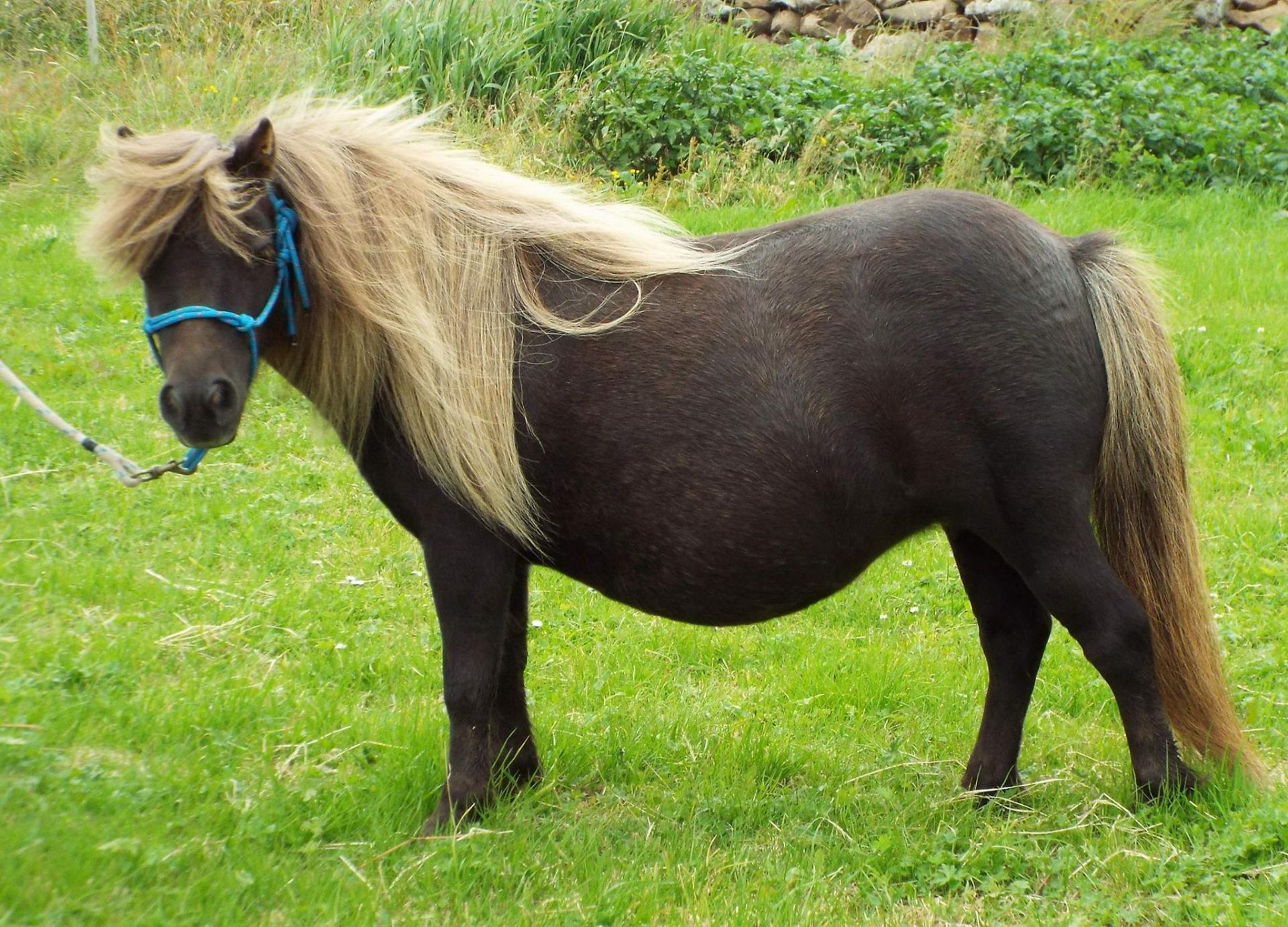 Cream Chestnut Dun - Miniature - Colt Foal, - DOB: 2nd May 2017 - Image 3 of 4