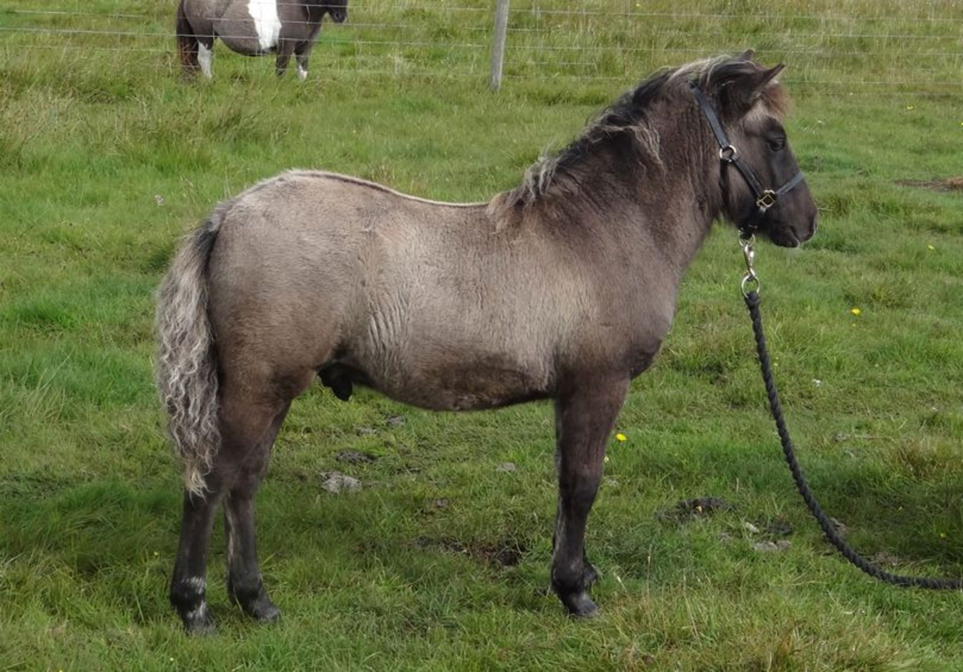 Silver Dun - Standard - Colt Foal, - DOB: 15th May 2017 - Image 2 of 5