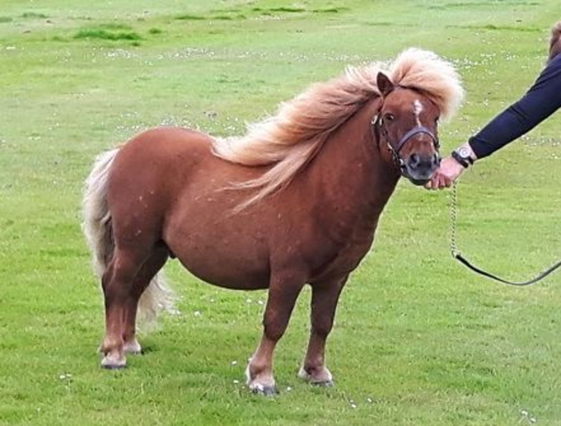 Skewbald - Miniature - Colt Foal, - DOB: 3rd May 2017 - Image 5 of 5